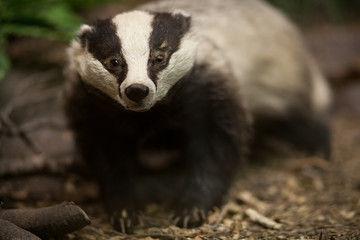 Fototapeta premium Badger in the forest. Stuffed badger. Taxidermy. Making stuffed animals