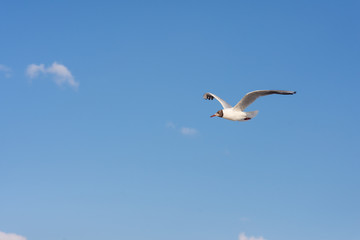 Fototapeta na wymiar Seagull soaring in the deep blue sky. Closeup photo. 