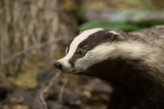 Badger in the forest. Stuffed badger. Taxidermy. Making stuffed animals