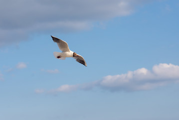 Seagull soaring in the deep blue sky.  Closeup photo. 