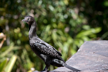 this is a close up of a little black cormorant