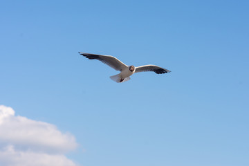 Seagull soaring in the deep blue sky.  Closeup photo. 
