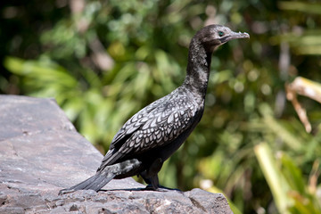 this is a close up of a little black cormorant