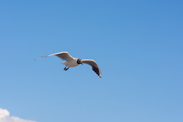 Fototapeta na wymiar Seagull soaring in the deep blue sky. Closeup photo. 