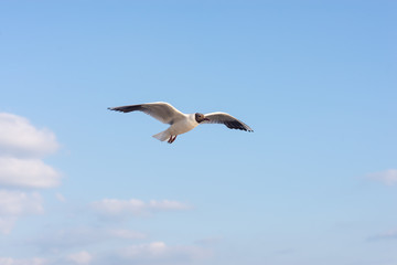 Seagull soaring in the deep blue sky.  Closeup photo. 