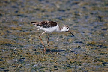 Oiseau