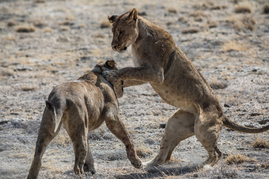 Kämpfende Löwen im Etoscha Nationalpark