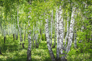 White birch growing in green grove.