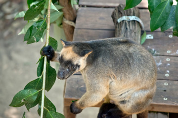 the Lumholtz Tree kangaroo is holding on to leaves