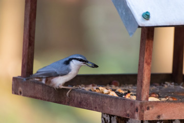 blue nuthatch on feeder поползень