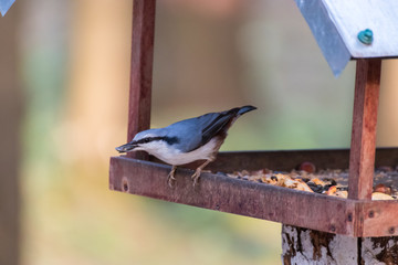 blue bird nuthatch on feeder Поползень