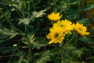 Yellow Chrysanthemum flower head in garden