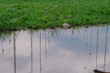 Grass and water that reflects the sky