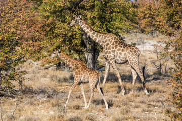 Giraffen im Etoscha Nationalpark