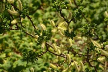 salix hastata flowers in march, blooming buds of willows or sallows as a early spring background