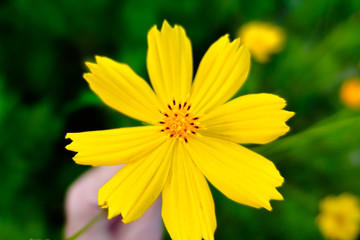 Obraz premium Yellow cosmos flower in the garden