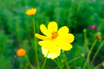 Obraz premium Yellow cosmos flower in the garden