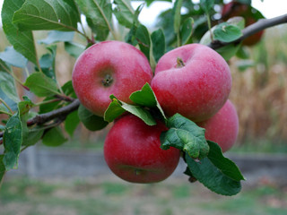 Pommes sur la branche 