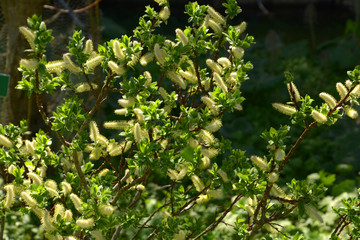 nature early spring bloom alpine willows or osiers with new leaves and catkins, salix hastata or sallows in spring sun © Martina Simonazzi