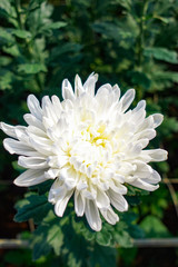 White Chrysanthemum flowers in the garden