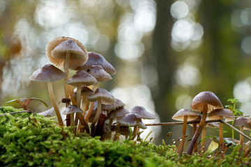 Rosablättriger Helmling (Mycena galericulata) auf einem toten Baumstamm im Wald