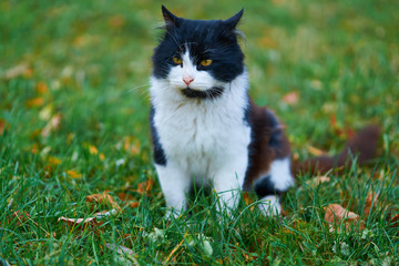 stray cat sitting and walking on the grass with yellow fallen leaves in autumn city park
