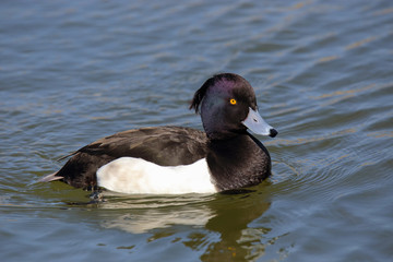 Tufted duck (Aythya fuligula) male swimming