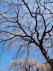 春の青空と垂れる桜