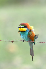 Fototapeta premium European bee-eater (Merops apiaster) perched on a barbed wire