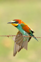 European bee-eater (Merops apiaster) perched on a barbed wire stretching