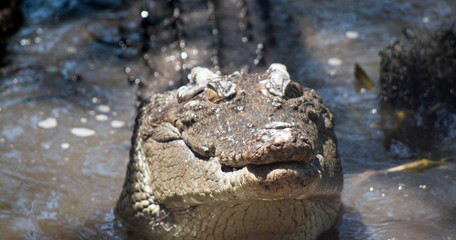this is a close up of a salt water crocodile