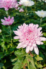 Beautiful Pink chrysanthemum flowers in the garden