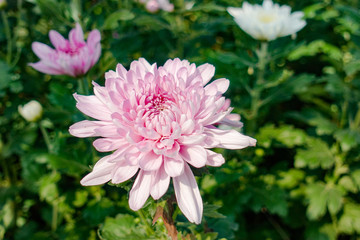 Beautiful Pink chrysanthemum flowers in the garden