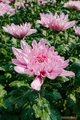Obraz premium Beautiful Pink chrysanthemum flowers in the garden