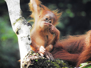 Wild Orangutan in Sumatra Jungle Indonesia Asia