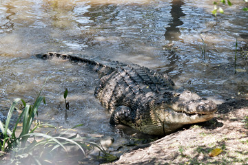 the salt water crocodile is climbing out of the water