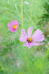 Beautiful pink cosmos flower in field