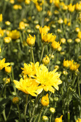 Fototapeta premium Beautiful blooming yellow chrysanthemum flower in garden