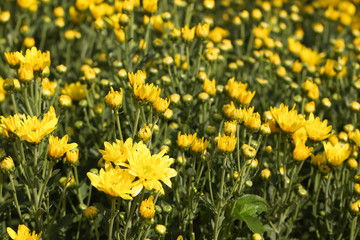 Obraz premium Beautiful blooming yellow chrysanthemum flower in garden