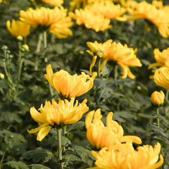 Beautiful blooming yellow chrysanthemum flower in garden