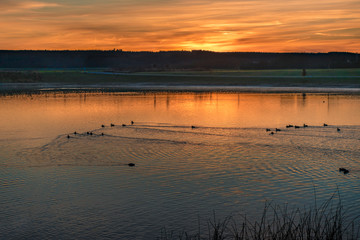 Fototapeta premium beautiful sunrise at a lake. Ducks swim in the water at dusk.