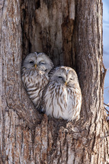 エゾフクロウの夫婦