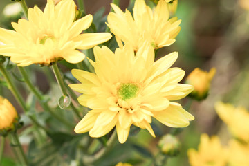 Beautiful blooming yellow chrysanthemum flower in garden
