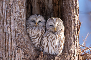 エゾフクロウの夫婦