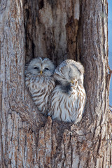 エゾフクロウの夫婦