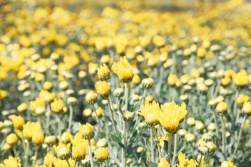 Fototapeta premium Beautiful blooming yellow chrysanthemum flower in garden
