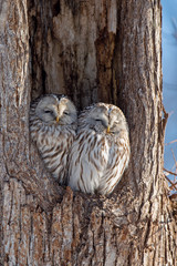 エゾフクロウの夫婦