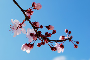 Branche de sakura rose