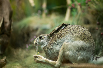 Hare in the forest. Stuffed hare. Taxoderma. Making stuffed animals