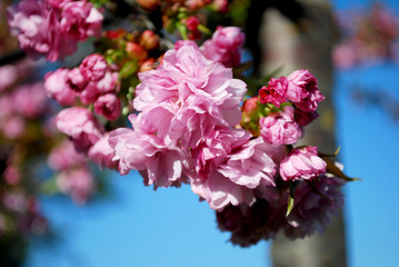 Branche de sakura